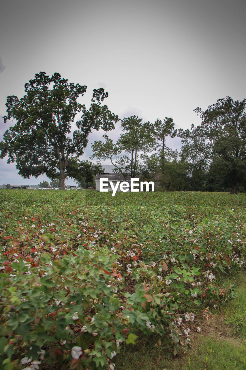 Flowers growing in field