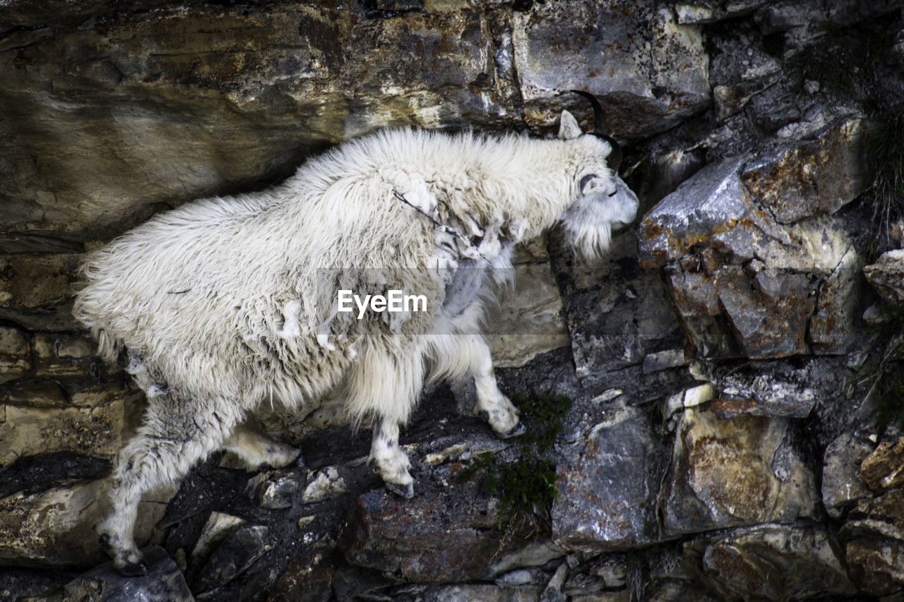 HIGH ANGLE VIEW OF SHEEP AND ROCKS