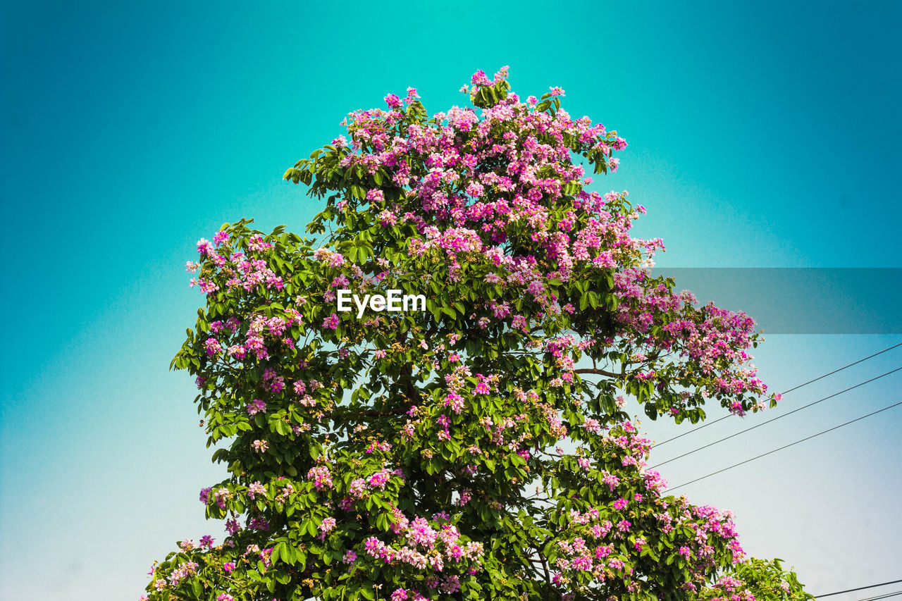 Low angle view of pink flowering plant against clear sky