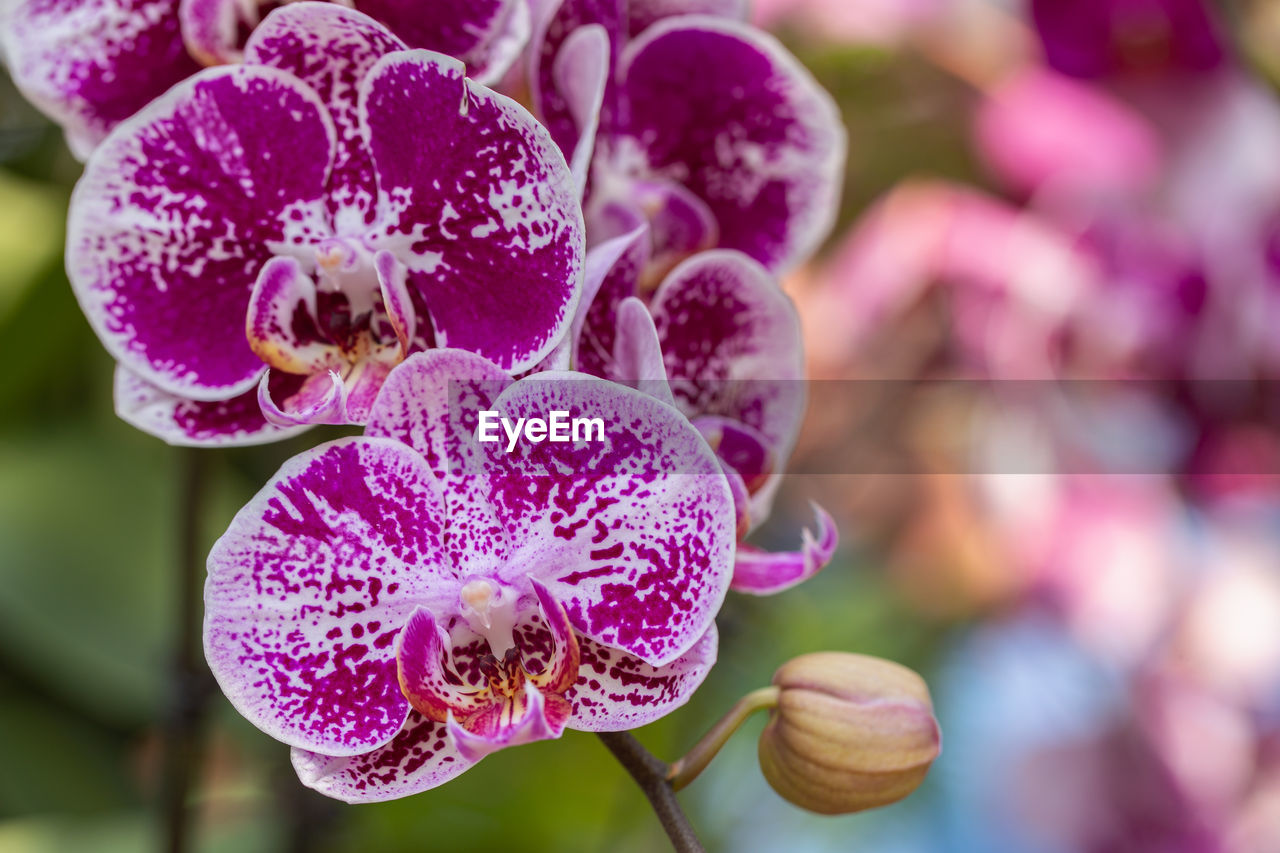 CLOSE-UP OF FRESH PINK ORCHID FLOWER