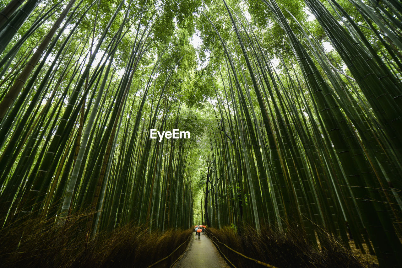 View of bamboo trees in forest