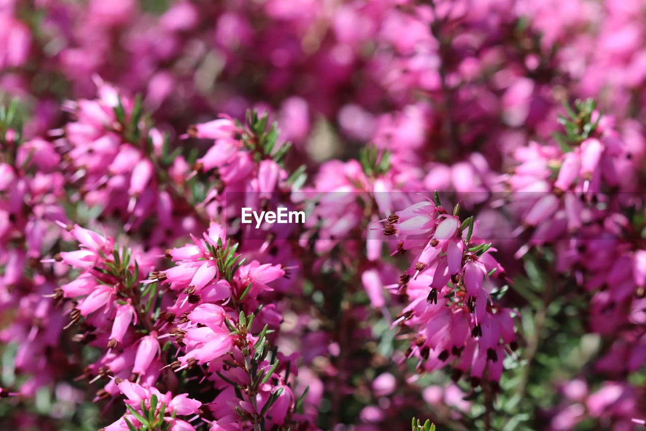 flower, plant, flowering plant, beauty in nature, freshness, pink, nature, blossom, fragility, close-up, growth, lilac, purple, no people, springtime, petal, flower head, shrub, selective focus, macro photography, botany, outdoors, inflorescence, magenta, tree, food and drink, day, wildflower, food, focus on foreground, backgrounds, garden, summer, plant part, sunlight, environment