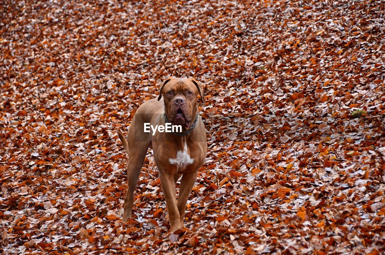 Portrait of dogue de bordeaux on fallen autumn leaves