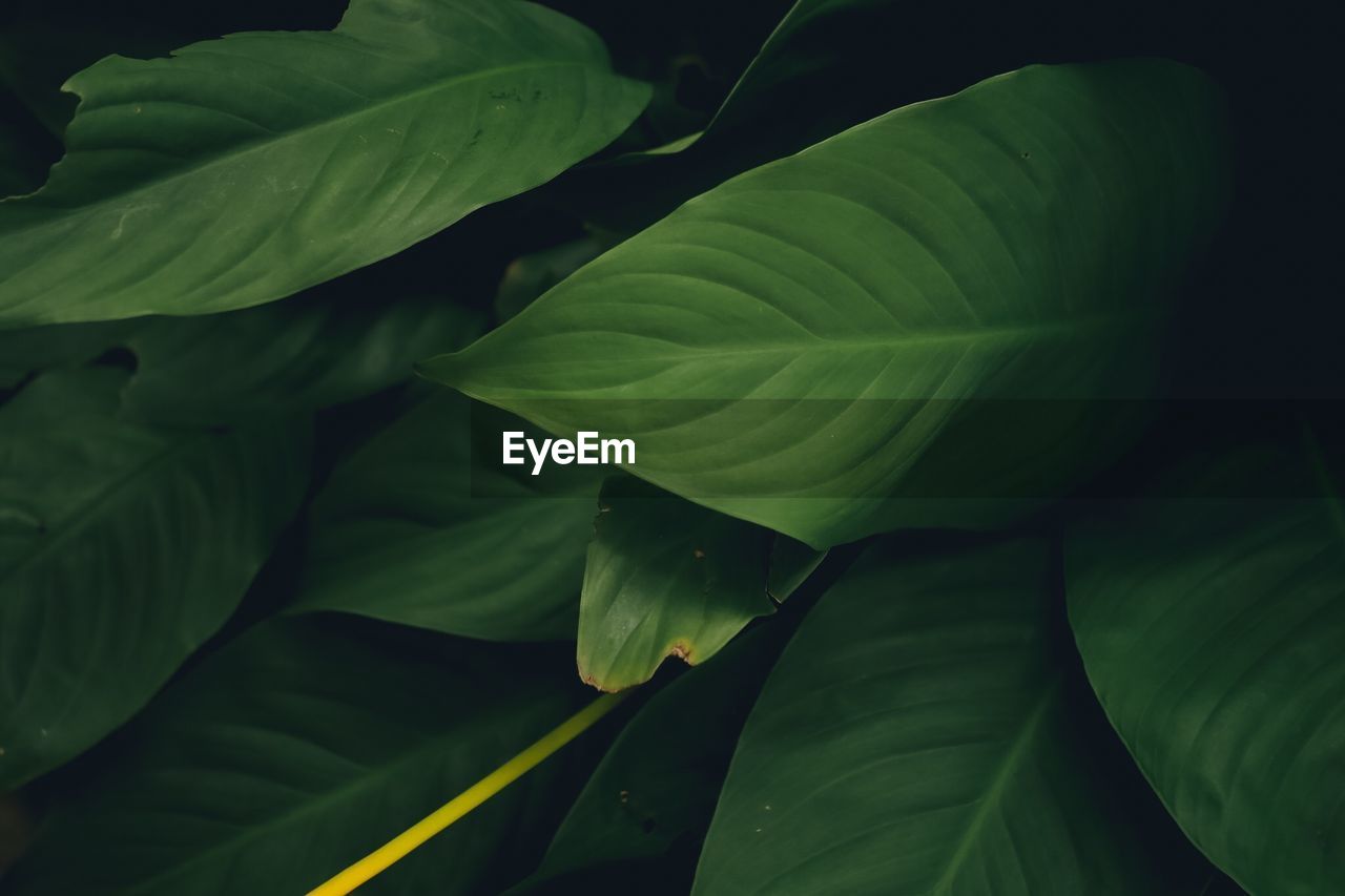 FULL FRAME SHOT OF FRESH GREEN LEAVES