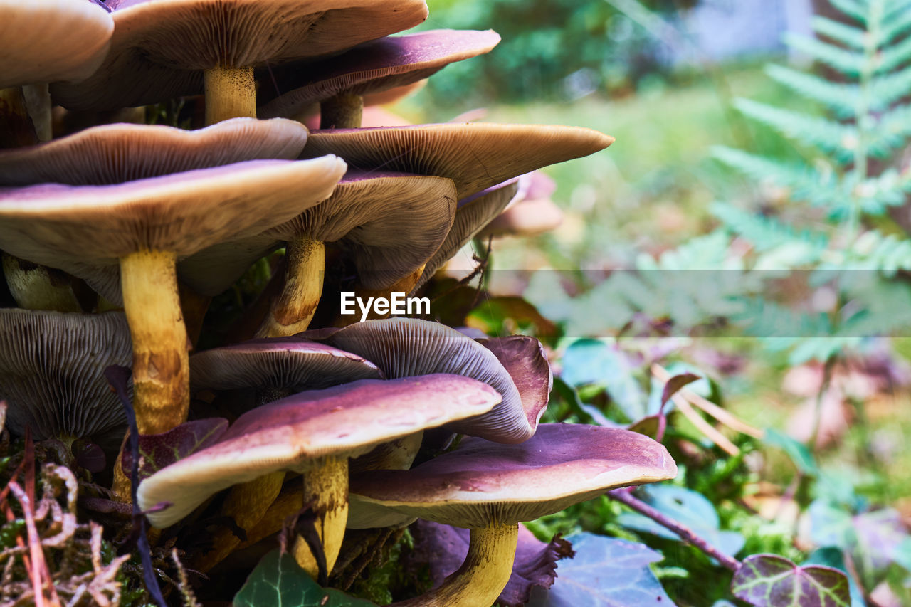 Close-up of mushroom growing on field