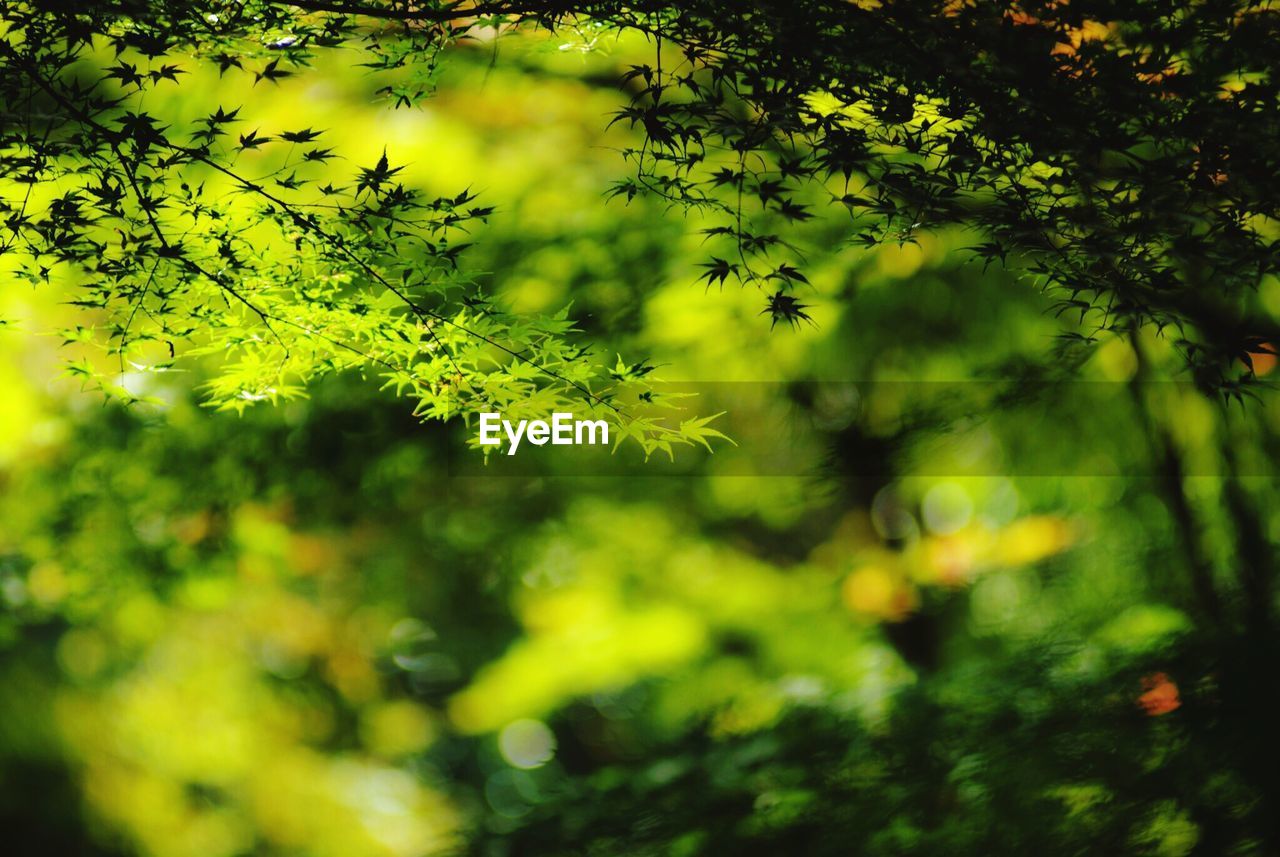 Close-up of leaves against blurred background