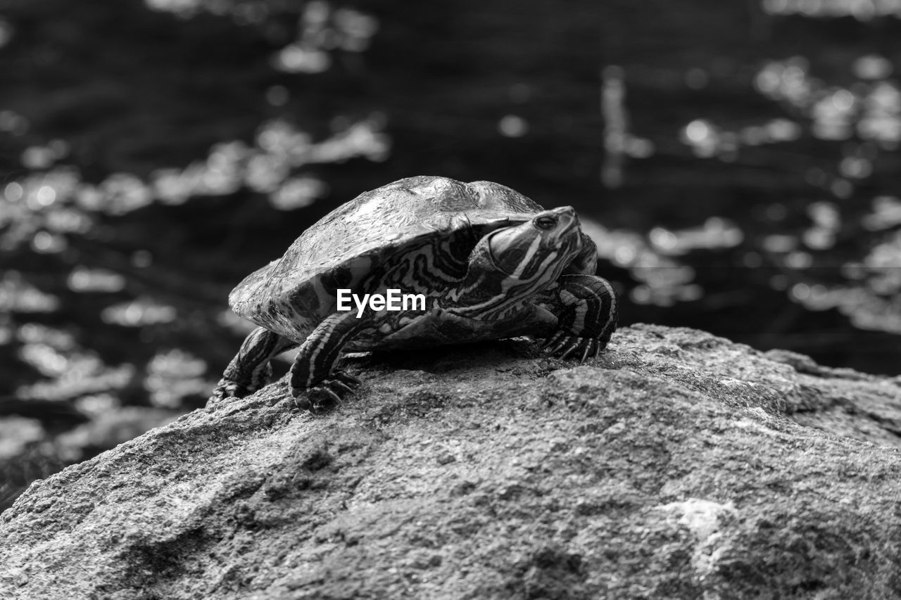 Close-up of turtle on rock by water