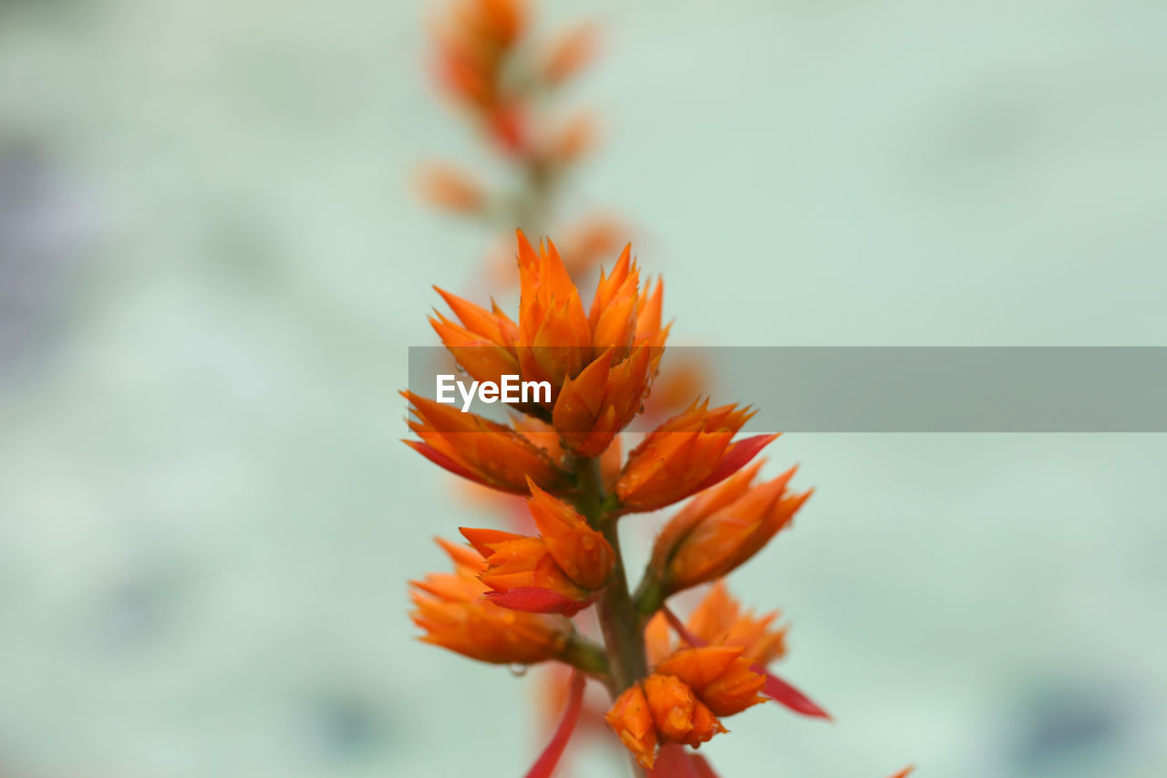 Close-up of orange flowers against sky