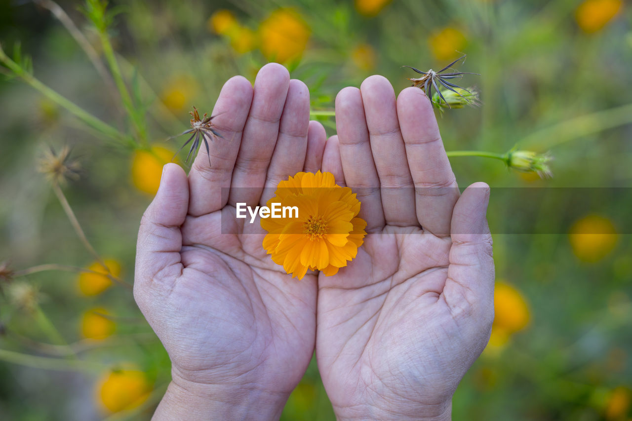 CLOSE-UP OF HAND HOLDING PLANT