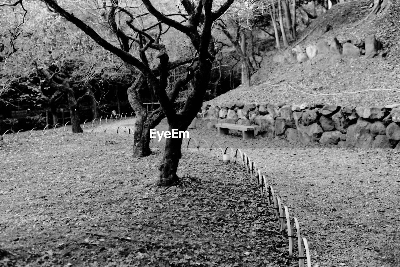 BARE TREES ON LANDSCAPE