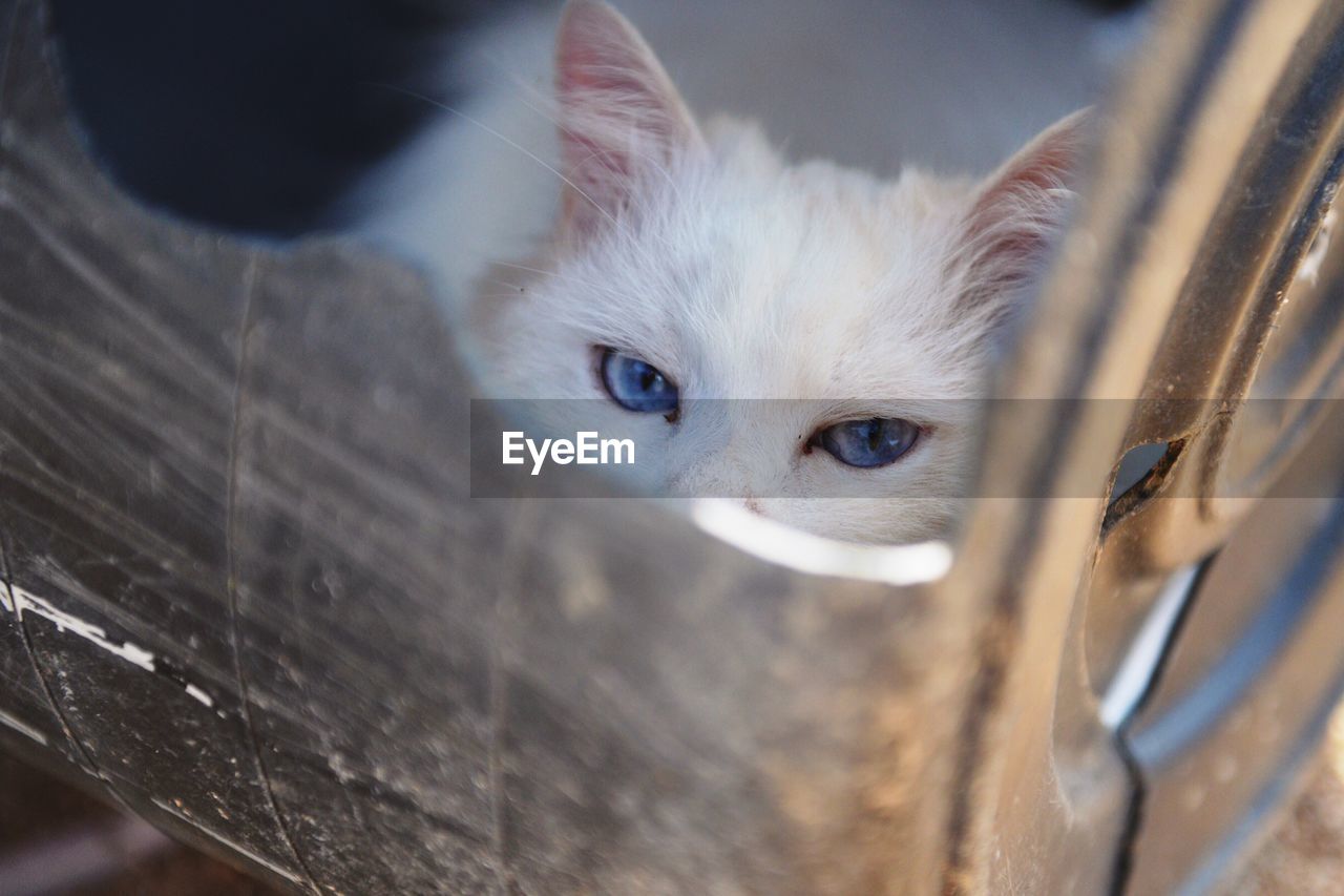 Portrait of cat in container