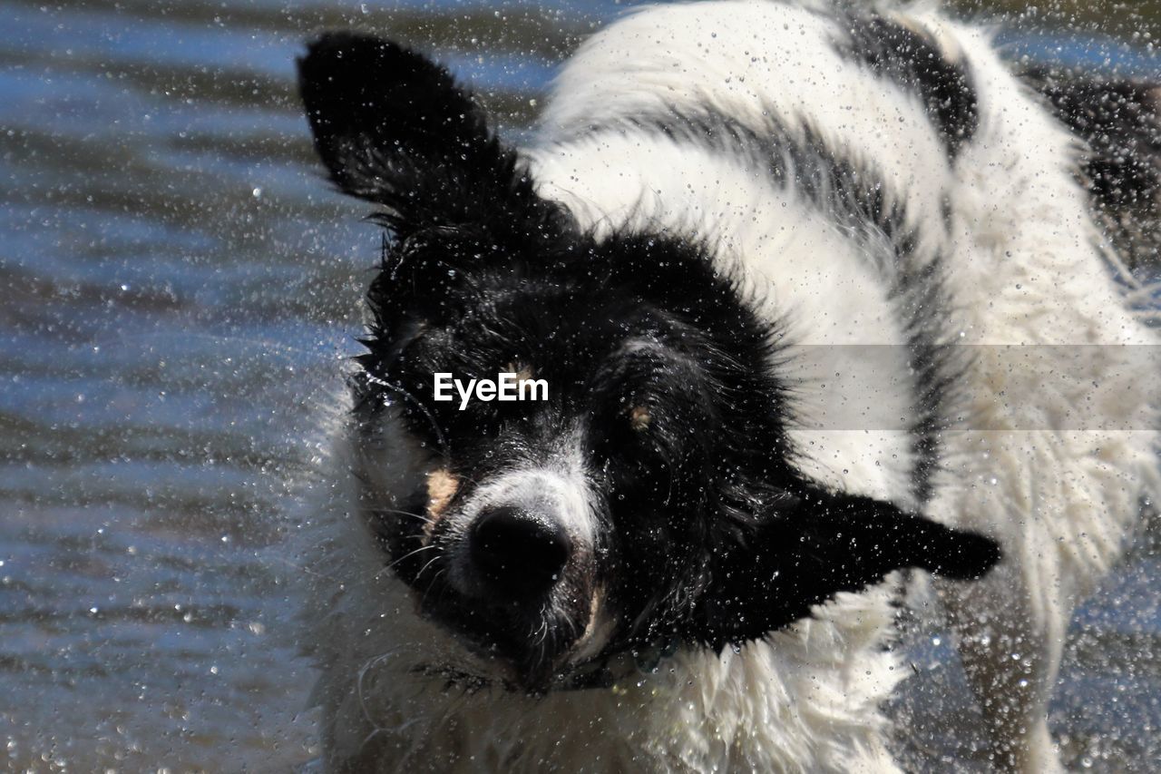 animal themes, one animal, animal, pet, mammal, dog, domestic animals, canine, water, border collie, snow, winter, nature, splashing, no people, wet, shaking, carnivore, black, day, outdoors, motion, portrait