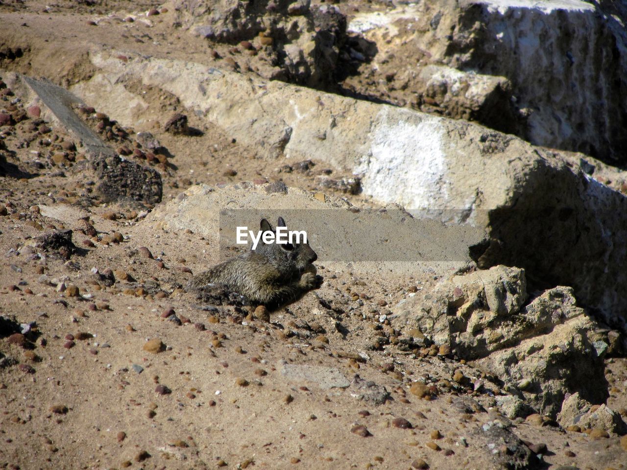 CLOSE-UP OF LIZARD ON GROUND