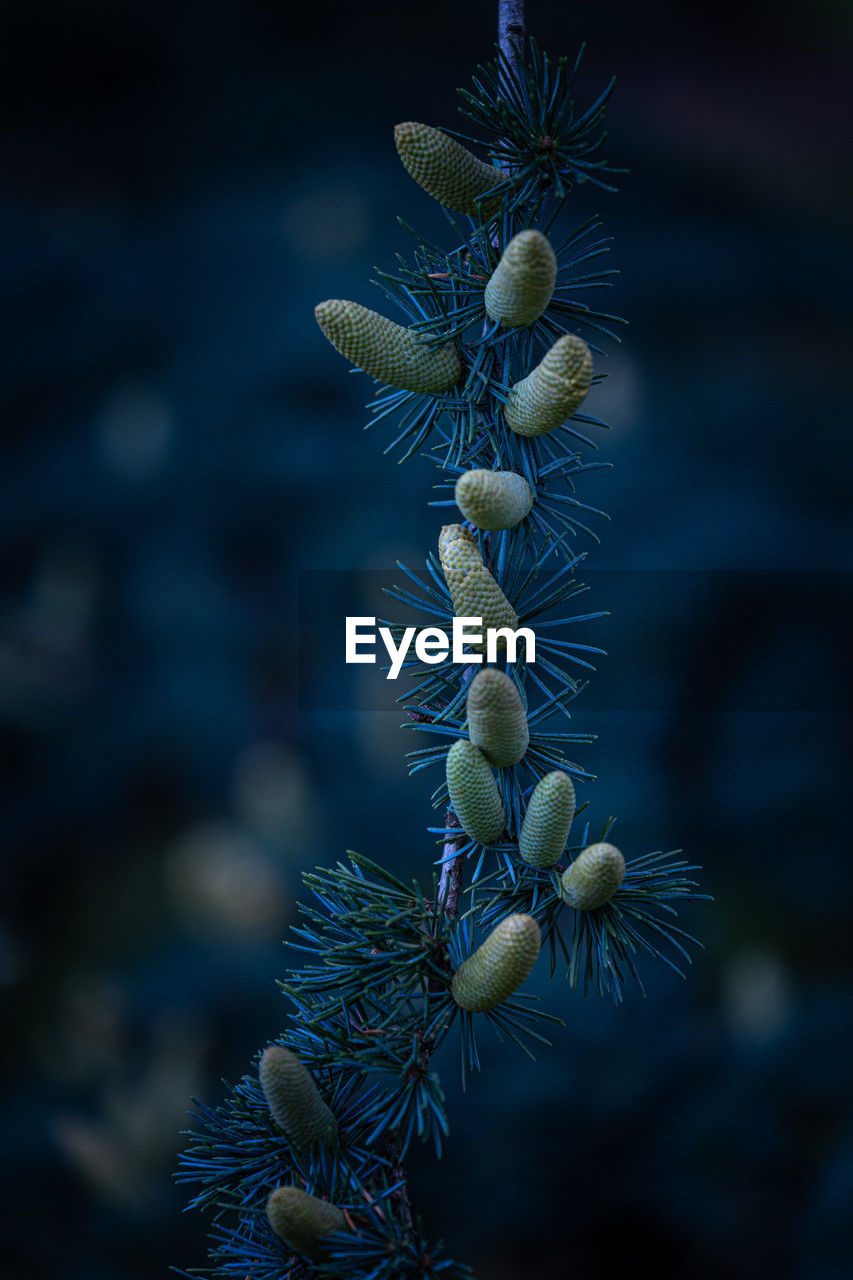 nature, plant, macro photography, branch, tree, blue, close-up, flower, coniferous tree, no people, leaf, pine tree, pinaceae, focus on foreground, beauty in nature, growth, frost, outdoors, green, christmas tree, fir, spruce