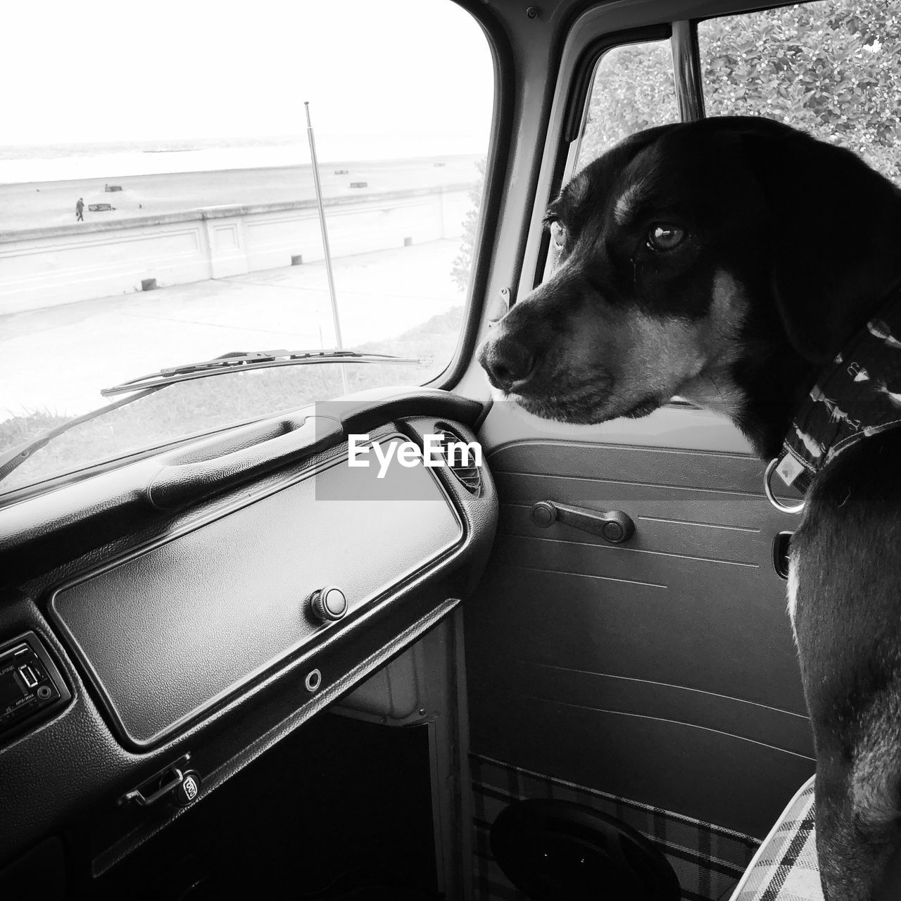 DOG LOOKING THROUGH CAR