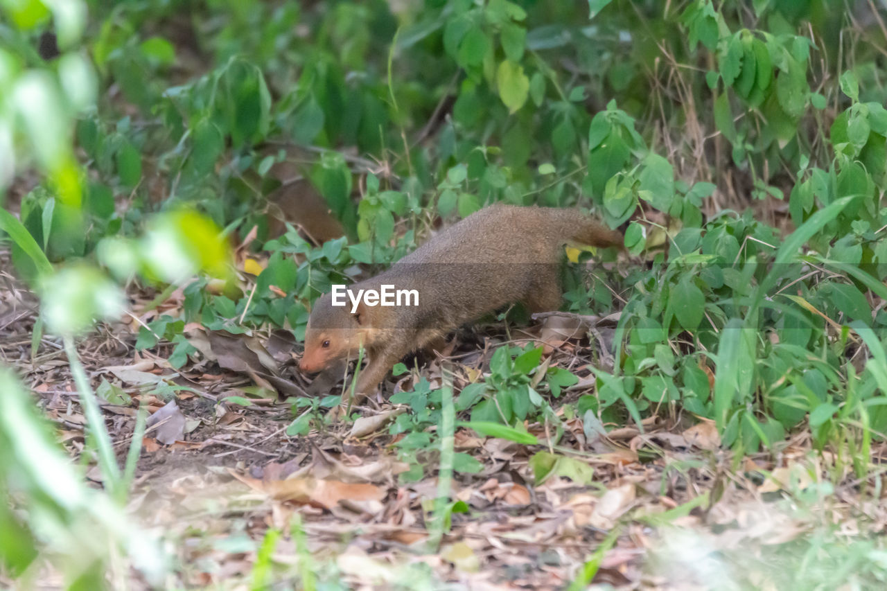 VIEW OF LIZARD ON FIELD