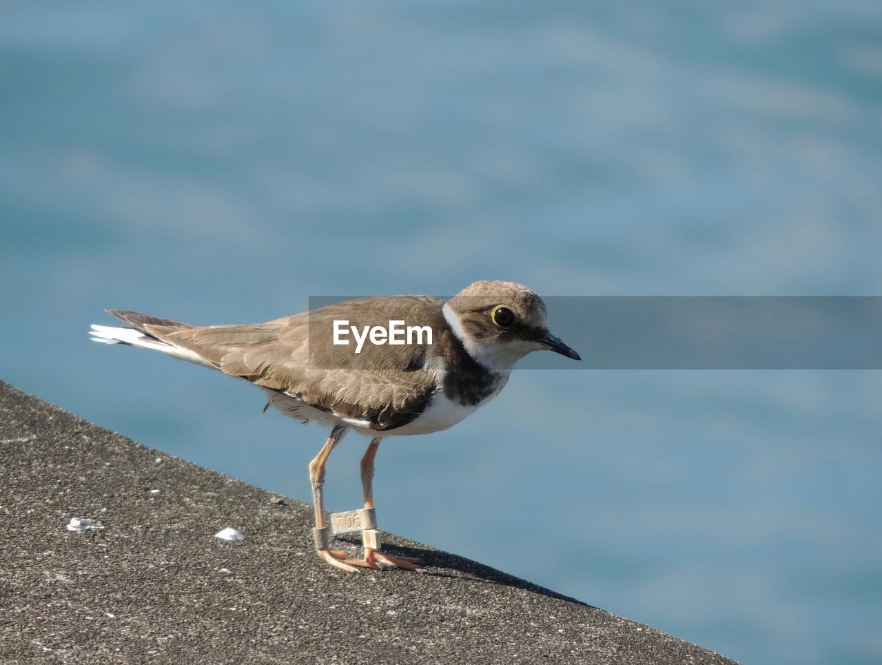 Close-up of bird perching on retaining wall