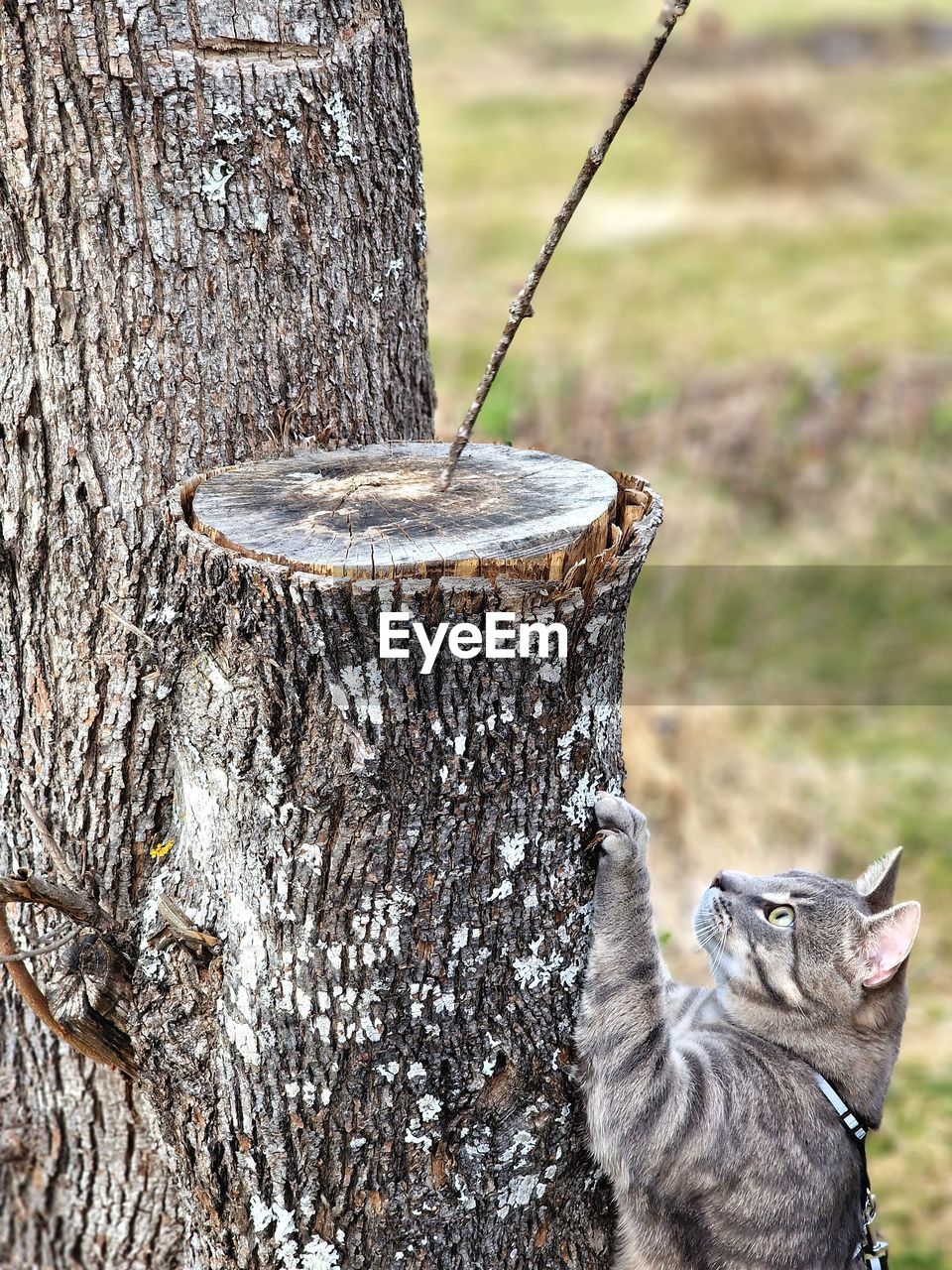 animal, animal themes, mammal, one animal, tree trunk, tree, cat, trunk, nature, no people, day, plant, wildlife, focus on foreground, pet, domestic animals, outdoors, wild cat, animal wildlife, feline, branch, wood