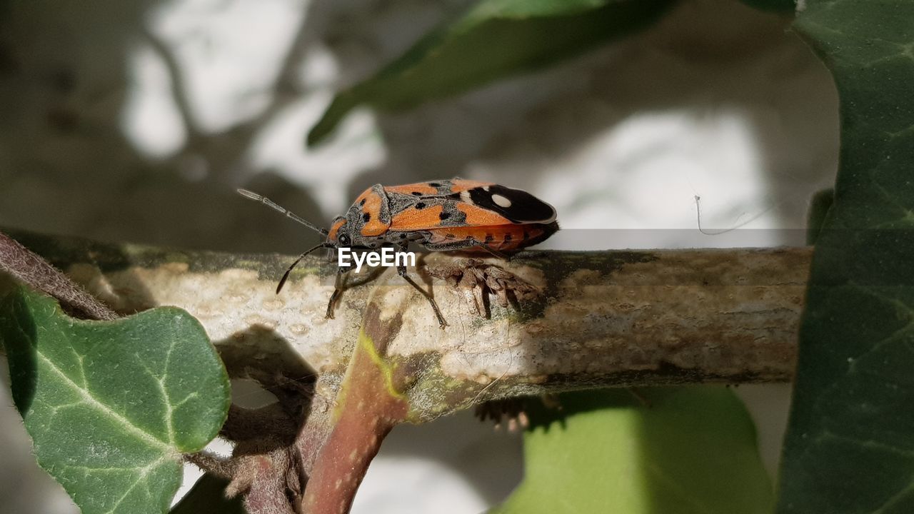 CLOSE-UP OF INSECT ON PLANT