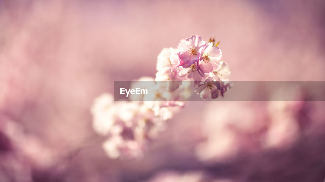 Close-up of pink flowers