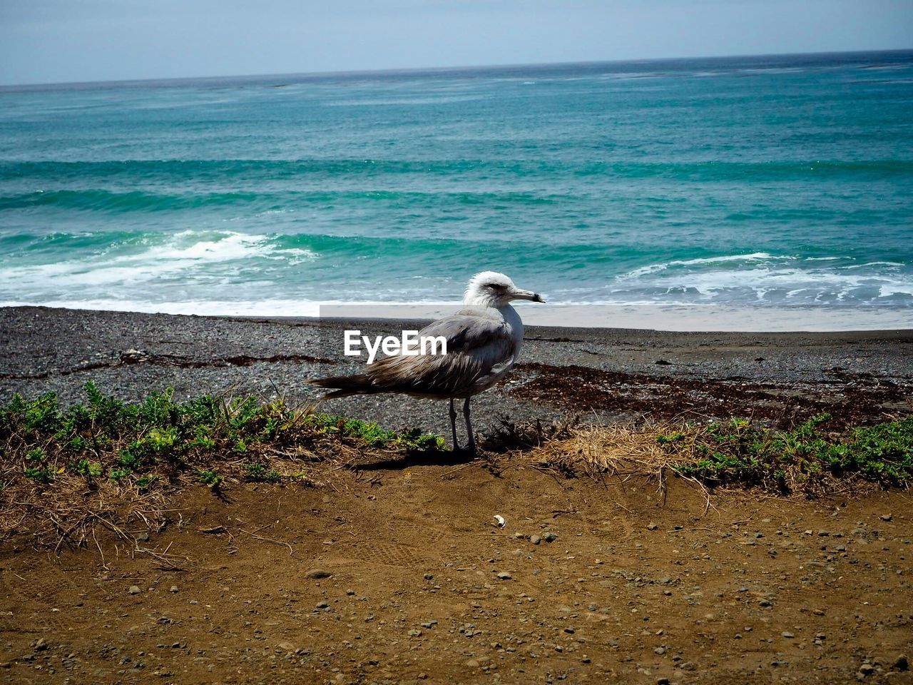 SEAGULLS ON BEACH