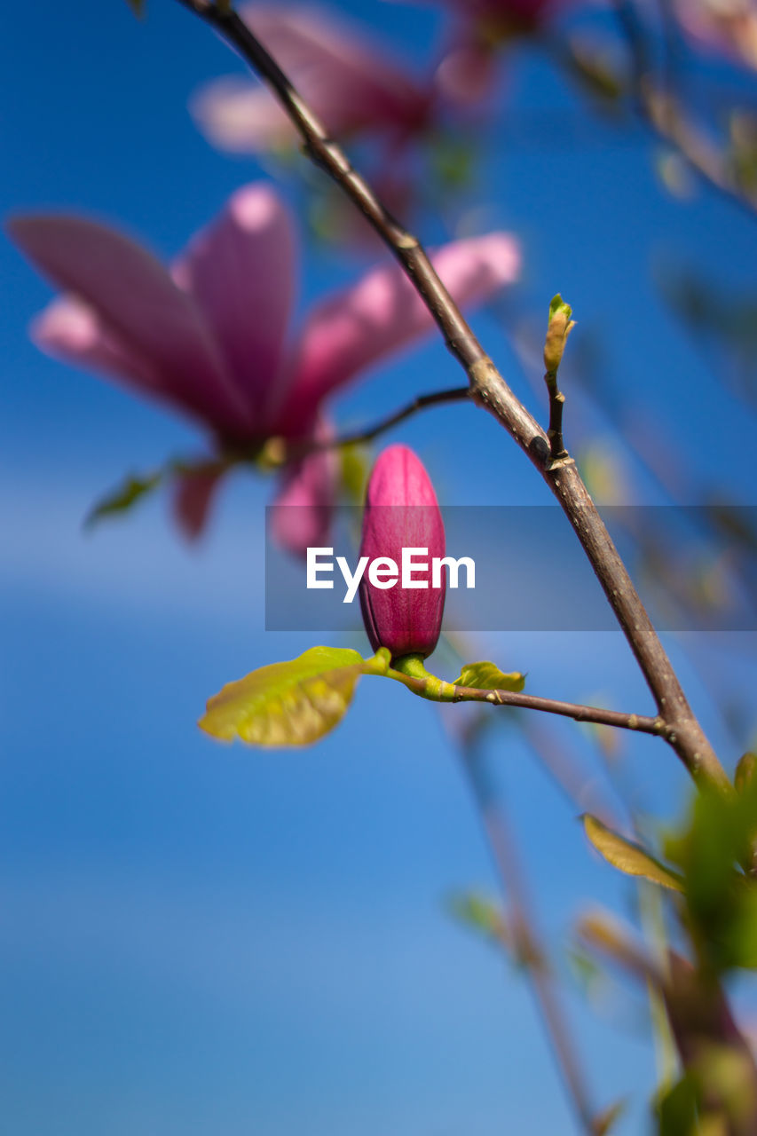 Close-up of pink flowering plant against sky