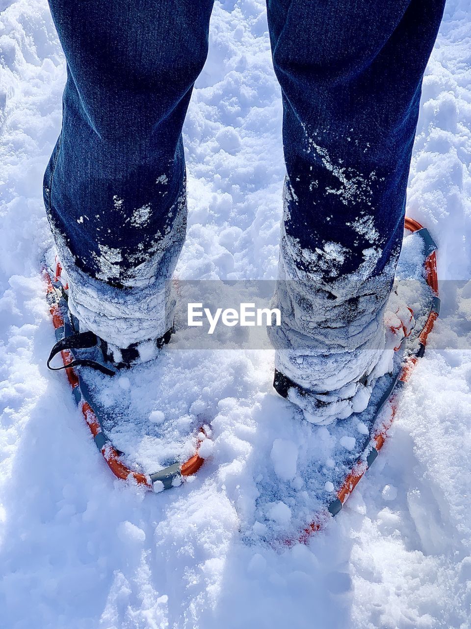 Low section of person wearing snowshoes standing on snowy land