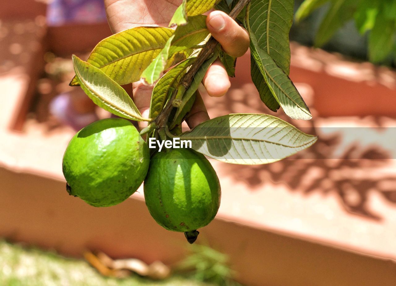 CLOSE-UP OF HAND HOLDING FRESH GREEN PLANT