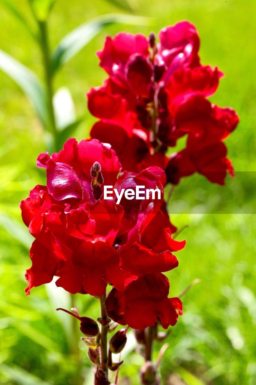 CLOSE-UP OF RED ROSES