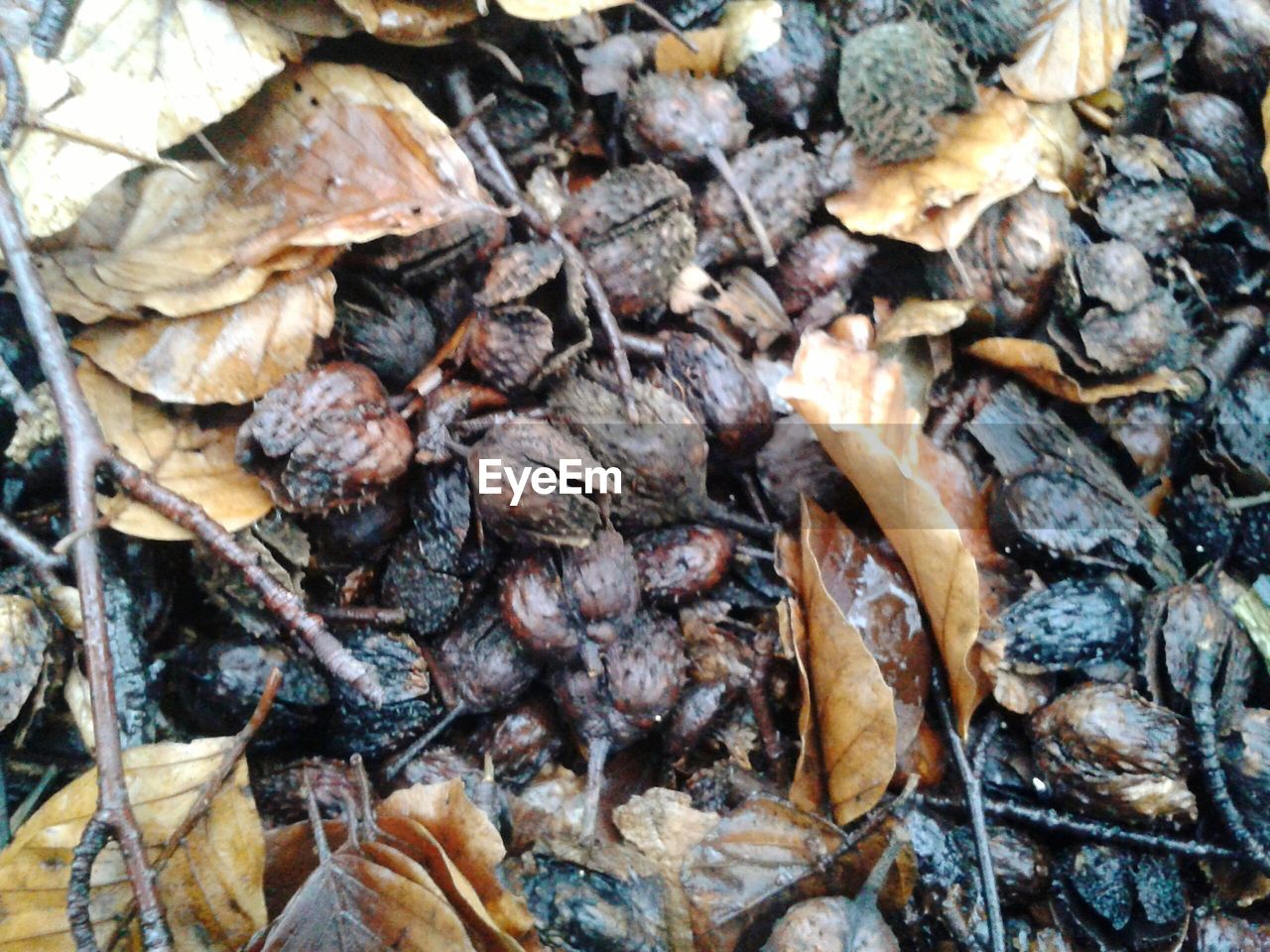 FULL FRAME SHOT OF LEAVES