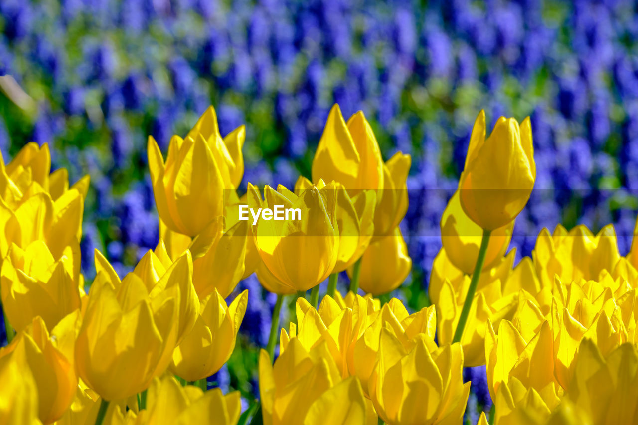 flower, flowering plant, yellow, plant, freshness, beauty in nature, growth, fragility, flower head, petal, nature, close-up, inflorescence, field, no people, land, springtime, day, backgrounds, vibrant color, full frame, abundance, outdoors, tulip, focus on foreground, rural scene, blossom, selective focus, purple, landscape, wildflower, blue, sunlight, agriculture