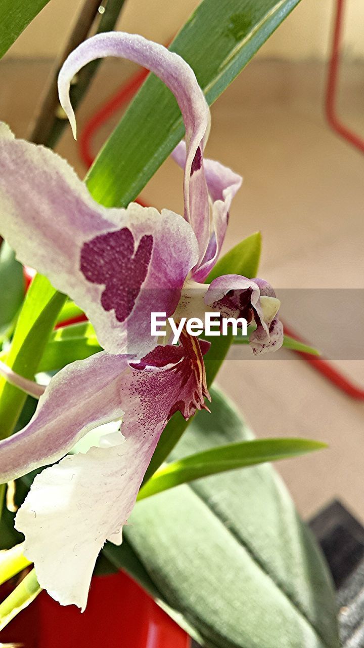 flower, plant, flowering plant, beauty in nature, close-up, orchid, freshness, growth, nature, plant part, leaf, petal, no people, fragility, flower head, macro photography, inflorescence, focus on foreground, pink, green, outdoors, floristry, botany, plant stem