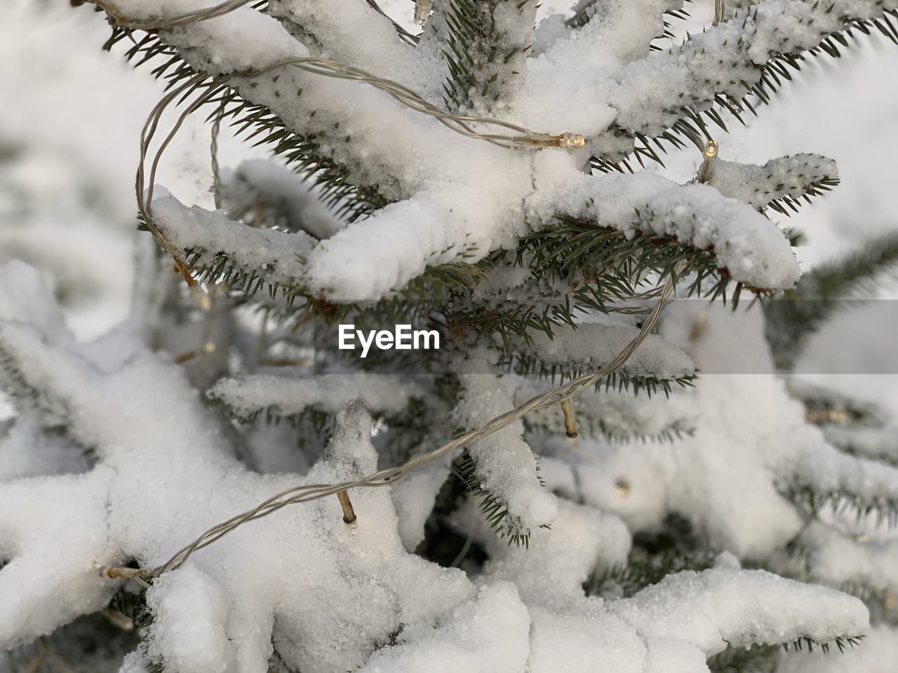 CLOSE-UP OF SNOW COVERED TREE BRANCH