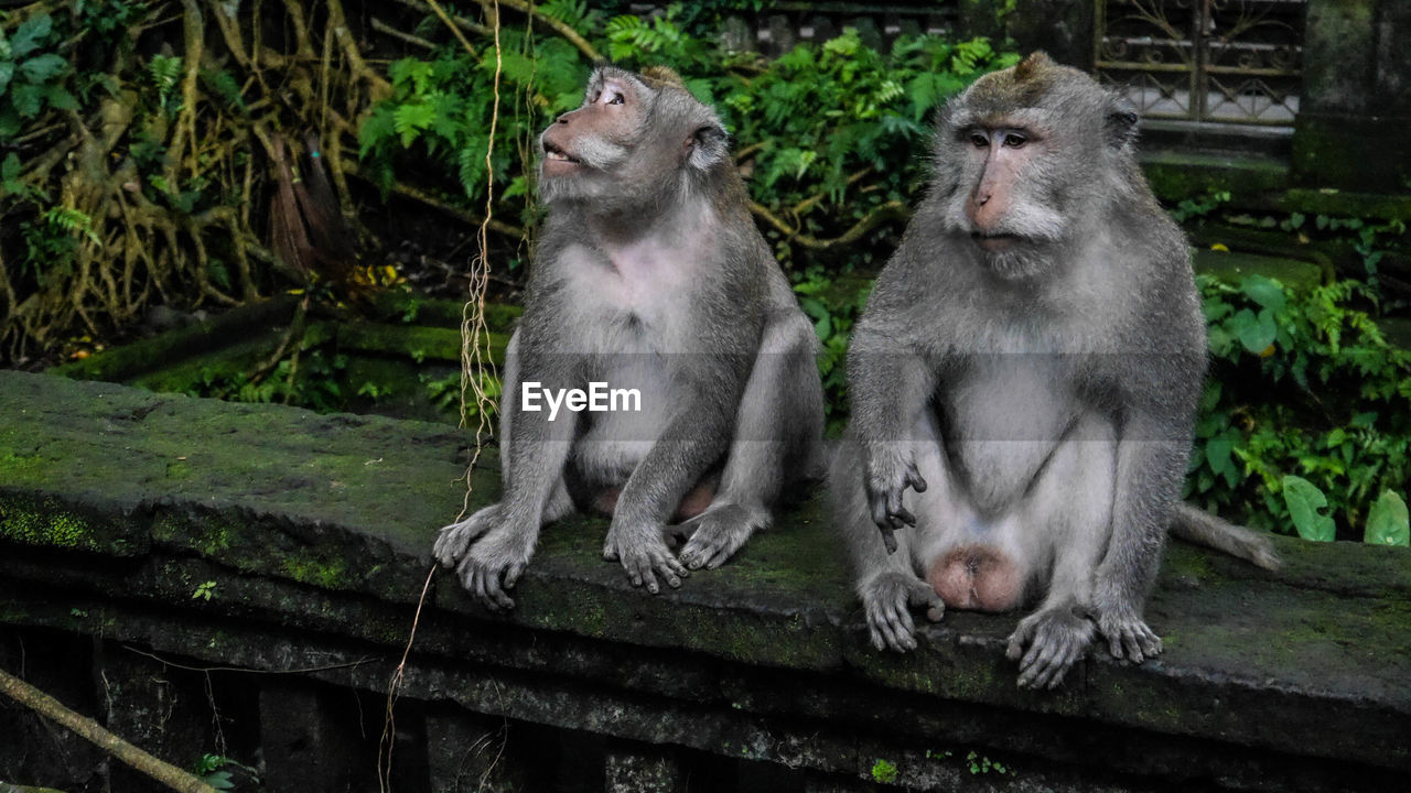 Monkey sitting on stone wall