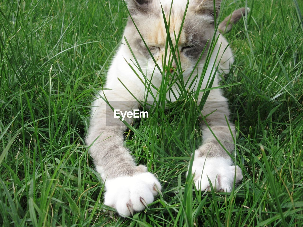 Cat looking away on field