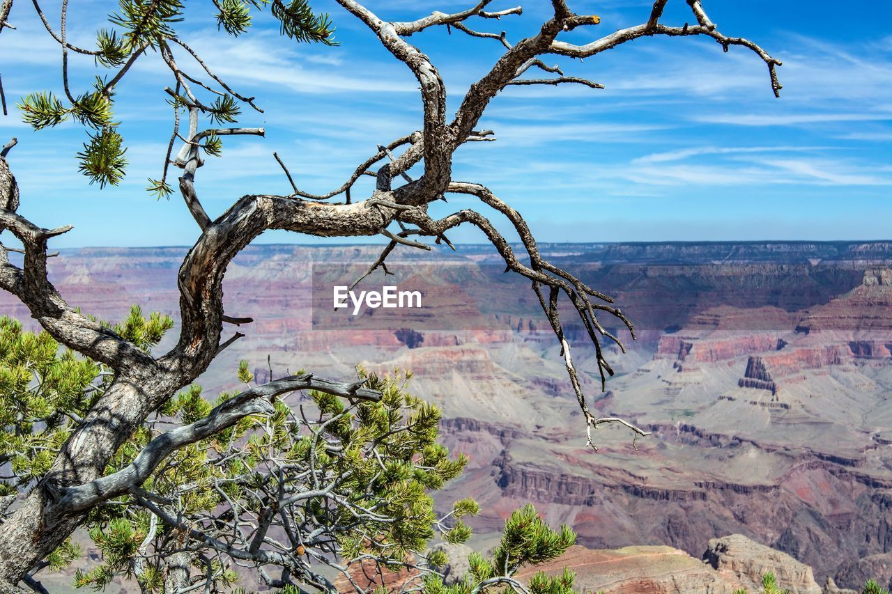 View of trees on landscape against cloudy sky