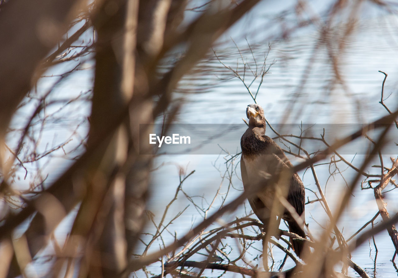 LOW ANGLE VIEW OF BIRD PERCHING ON BRANCH AGAINST SKY