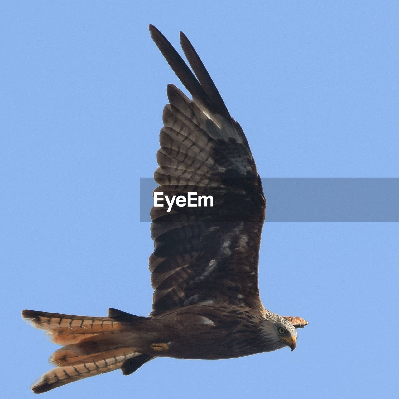 LOW ANGLE VIEW OF EAGLE FLYING AGAINST CLEAR SKY