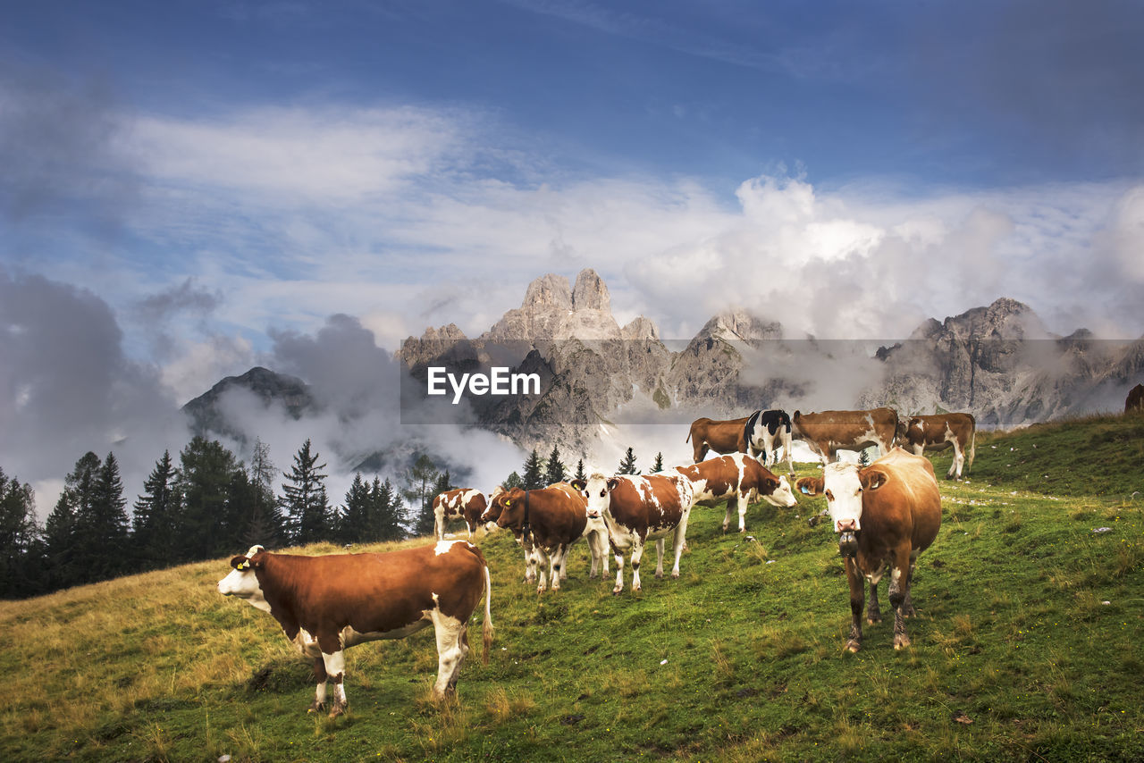 Austria, salzburger land, cattle grazing in dachstein mountains