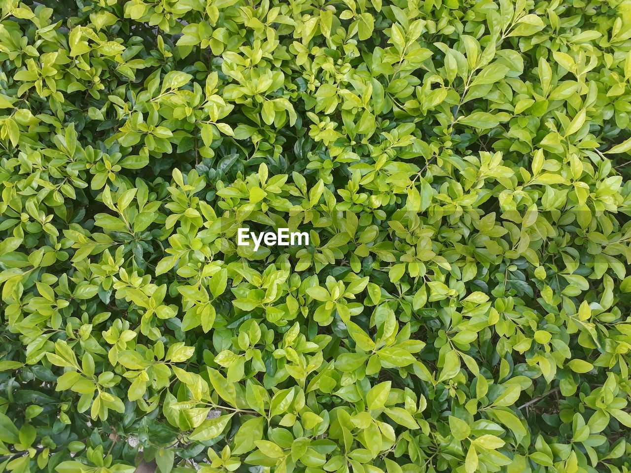 Full frame shot of fresh green plants