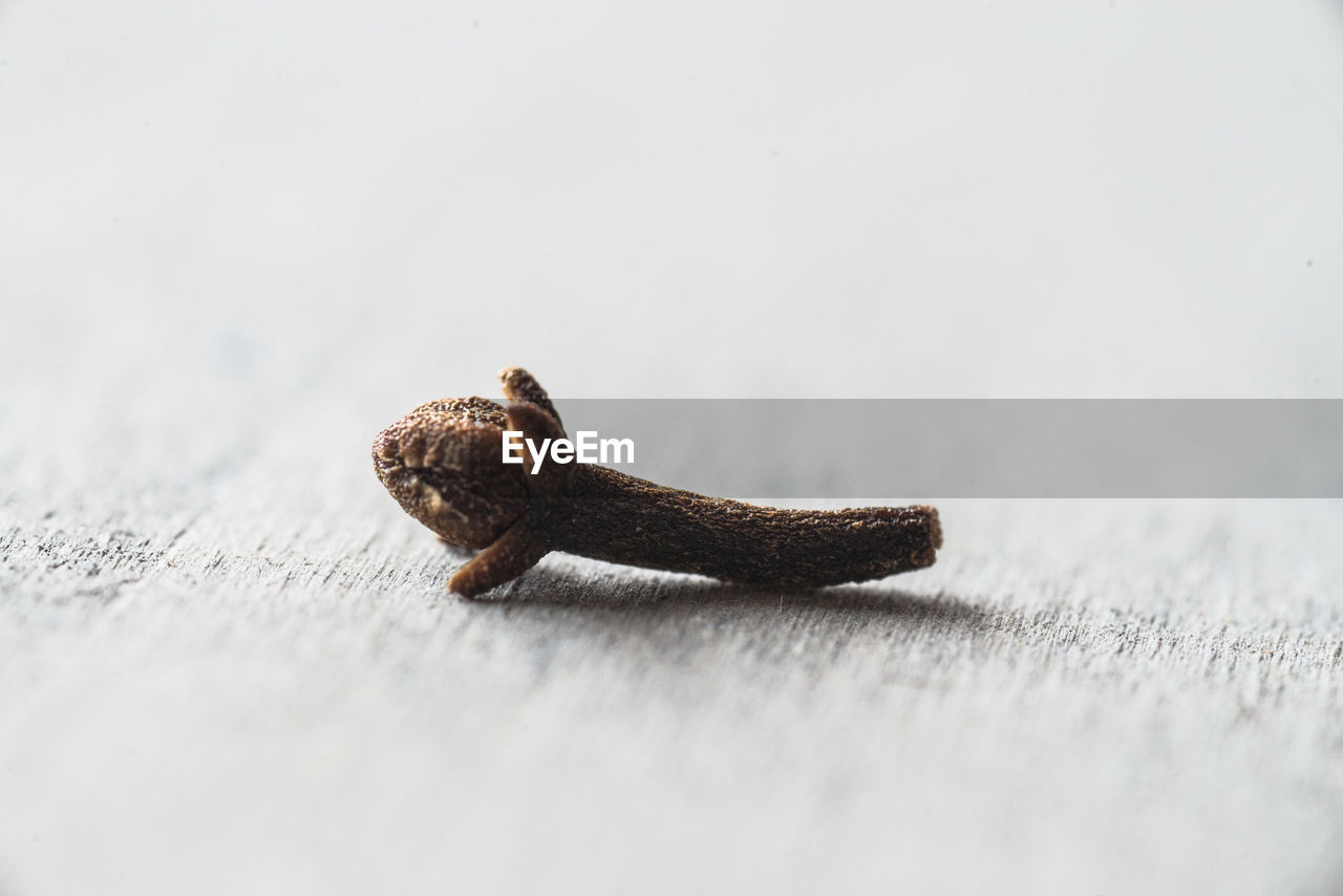 Close-up of clove on table