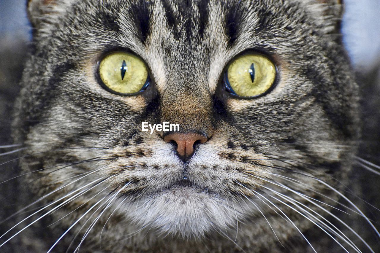 animal, animal themes, pet, cat, feline, mammal, one animal, domestic cat, domestic animals, tabby cat, close-up, whiskers, portrait, looking at camera, animal body part, wild cat, felidae, animal head, small to medium-sized cats, eye, animal eye, no people, carnivore, green eyes, animal hair
