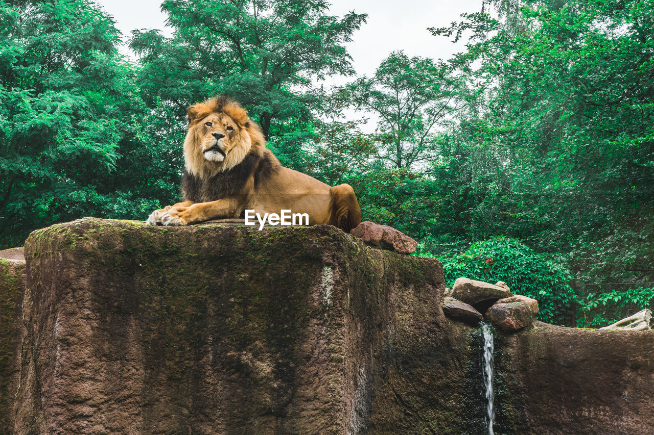 Lion sitting on rock in forest