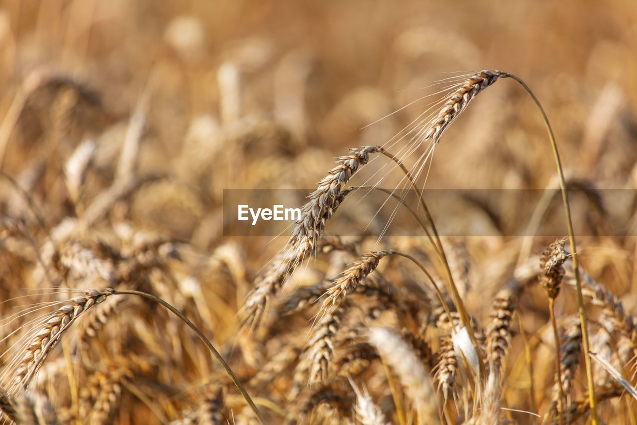 CLOSE-UP OF STALKS IN FIELD