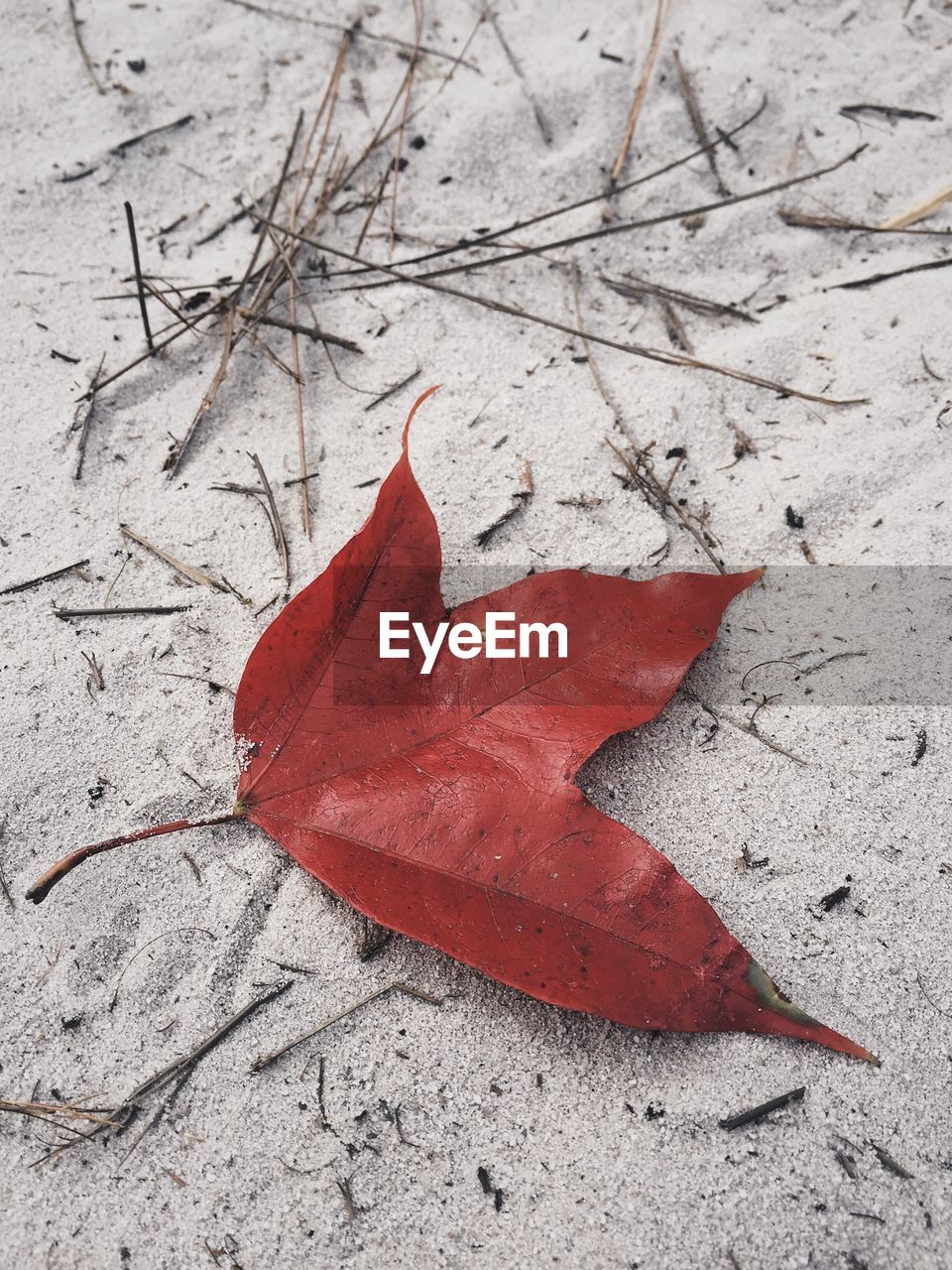 HIGH ANGLE VIEW OF MAPLE LEAVES ON ROAD