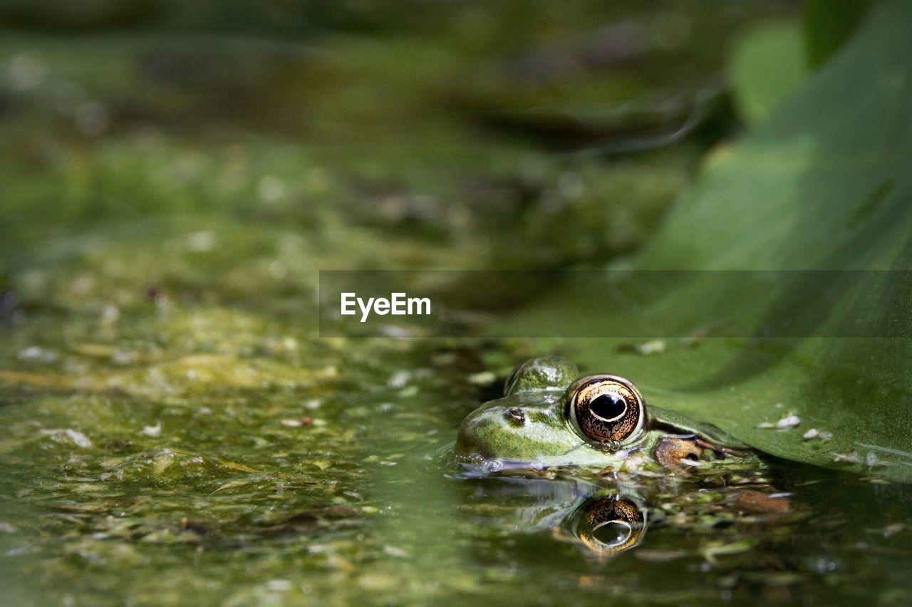 FROG IN WATER