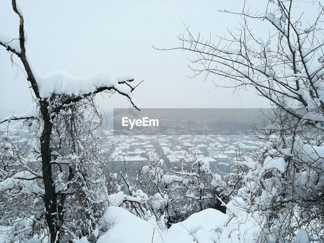 CLOSE-UP OF TREE AGAINST SKY DURING WINTER