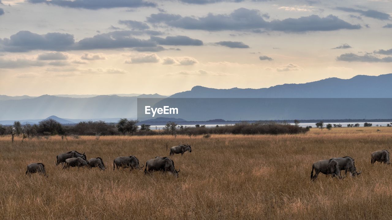 VIEW OF SHEEP ON FIELD