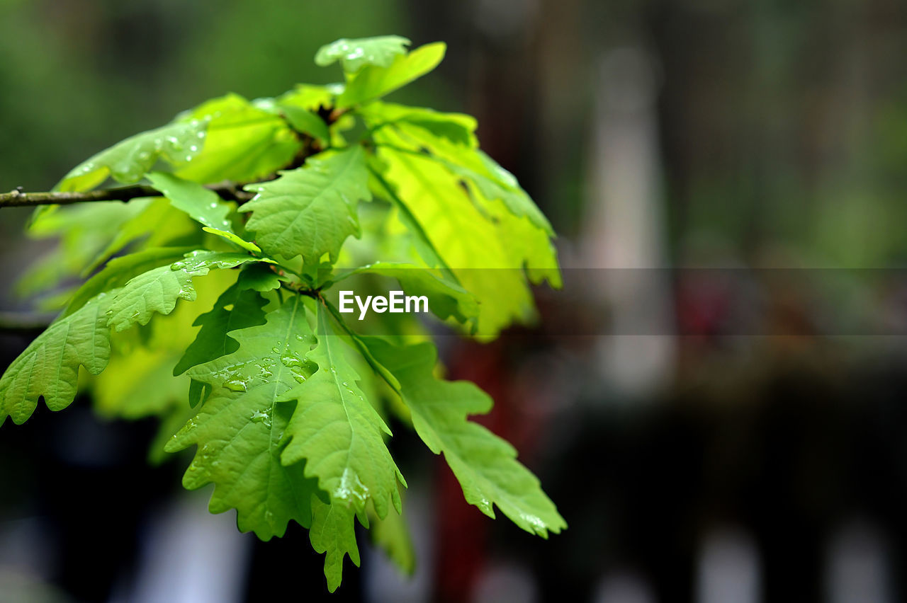 CLOSE-UP OF FRESH GREEN PLANT LEAVES