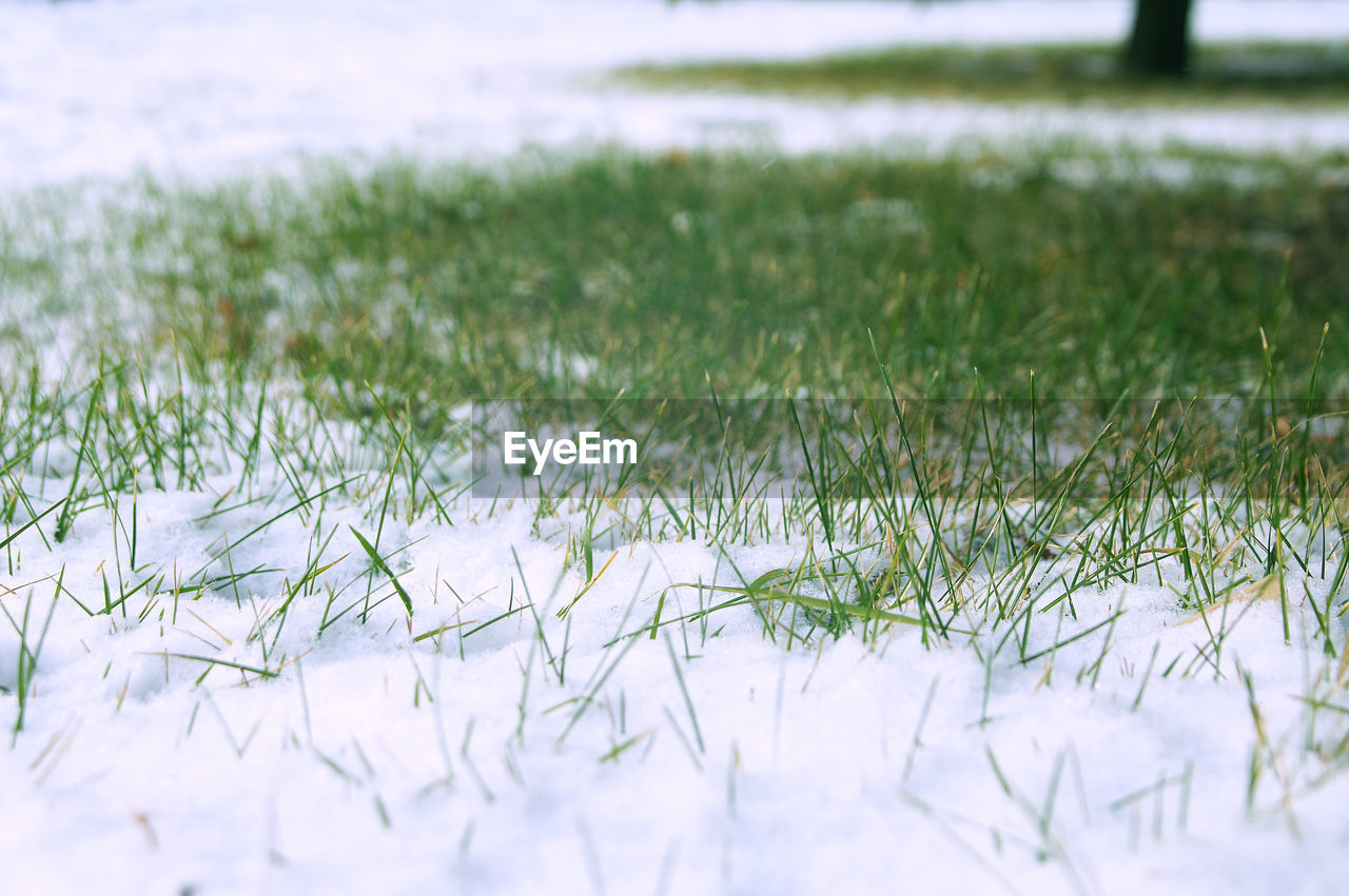 The first spring grass breaking through the snow